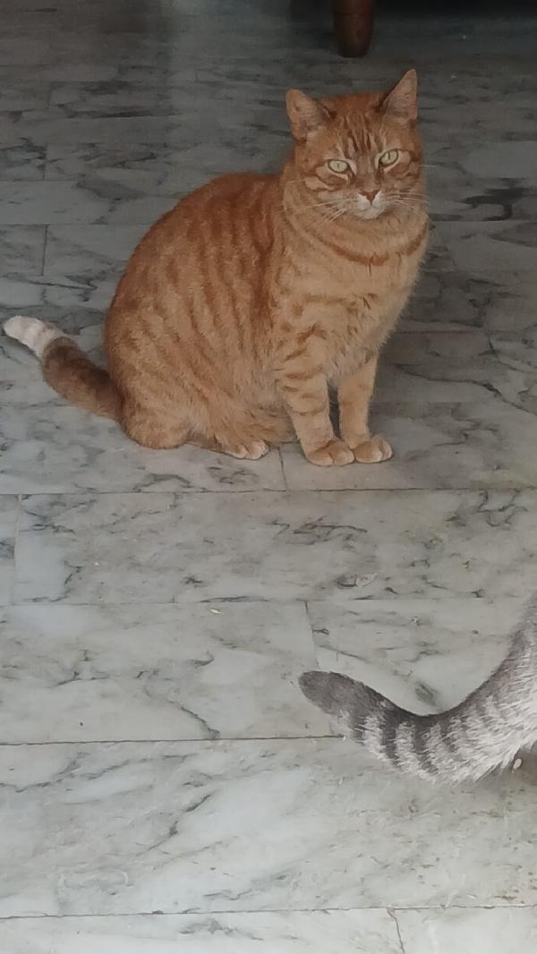 PIROS: MICIO ROSSO DI 3 ANNI CERCA FAMIGLIA Foto 3