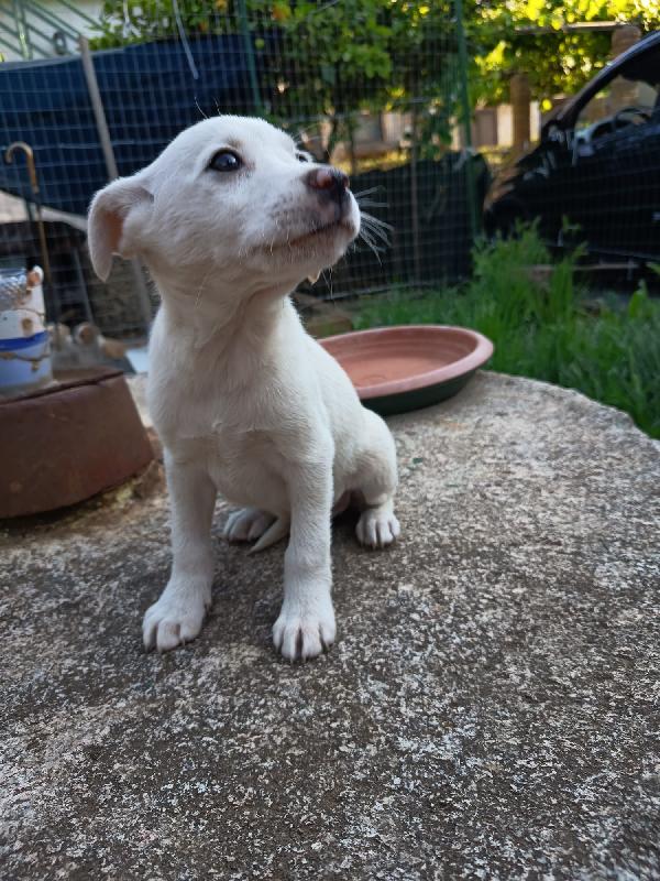 Chicca splendida dolce cucciola bianca cerca casa  Foto 5
