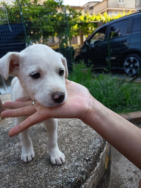 Chicca splendida dolce cucciola bianca cerca casa  Foto 6