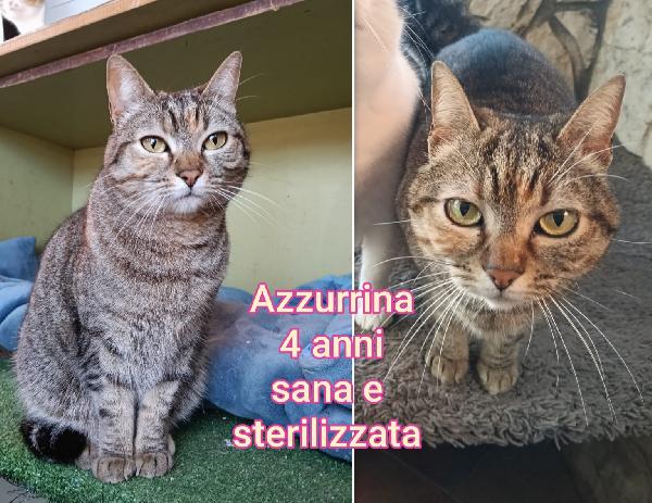 Chiamate per salvare un micio  Foto 9