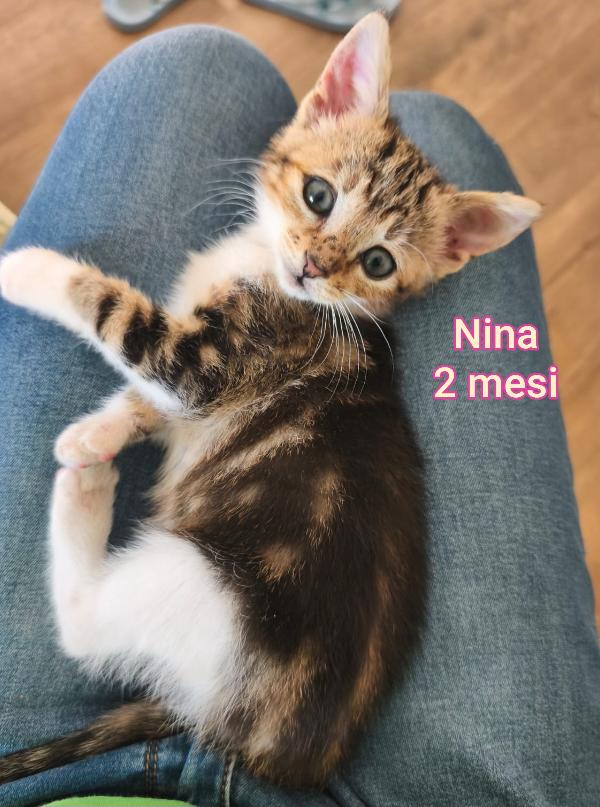 GATTINI ABBANDONATI: EMERGENZA  Foto 4