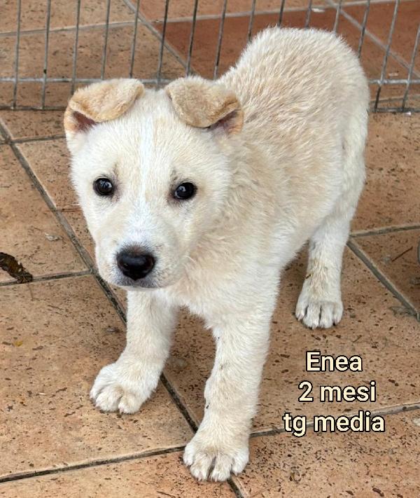 CUCCIOLI ABBANDONATI 2 MESI  Foto 2