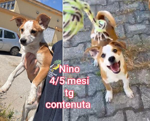 Cagnolini Taglia Piccolina 