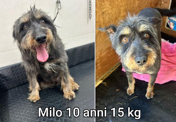 Cagnolini taglia piccolina  Foto 4
