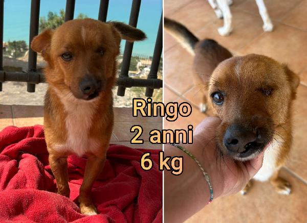 Cagnolini taglia piccolina  Foto 5