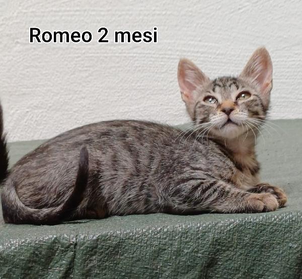 Micetti bisognosi! Salvateli Foto 3