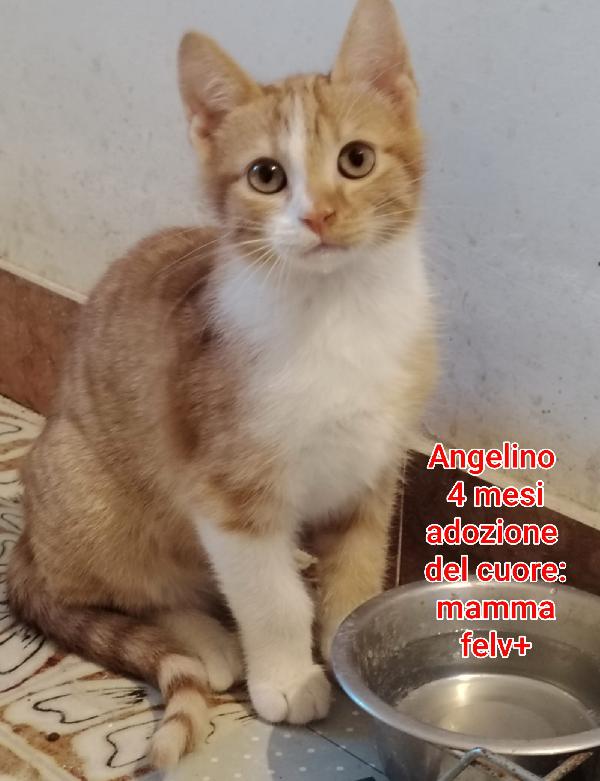 Micetti bisognosi! Salvateli Foto 7