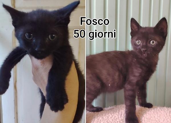 Telefona per salvare un gattino  Foto 5