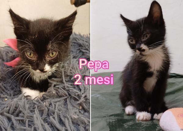Telefona per salvare un gattino  Foto 8