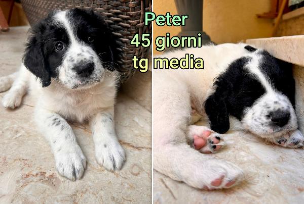 Siamo Sommerse Dai Cuccioli 