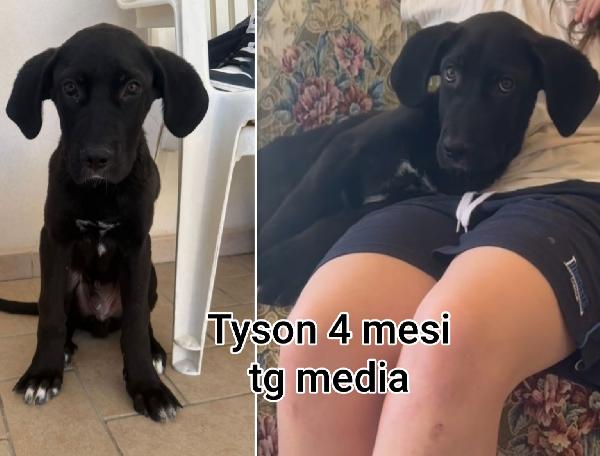 Siamo sommerse dai cuccioli  Foto 3