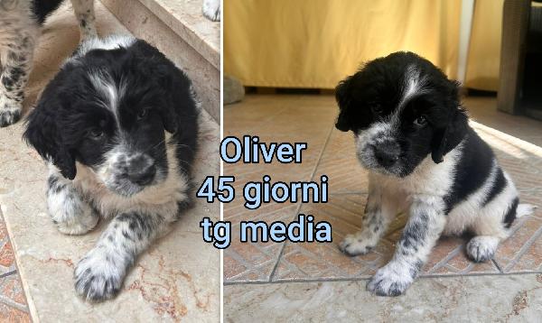Siamo sommerse dai cuccioli  Foto 4