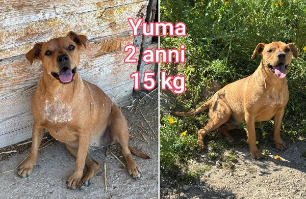 Cani dai 6 ai 15 chili massimi  Foto 3