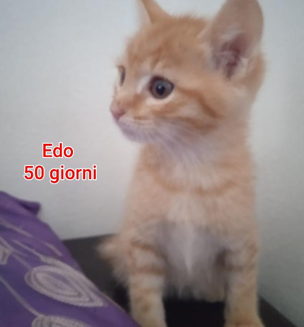 Gattini: Urgenti Adozioni 