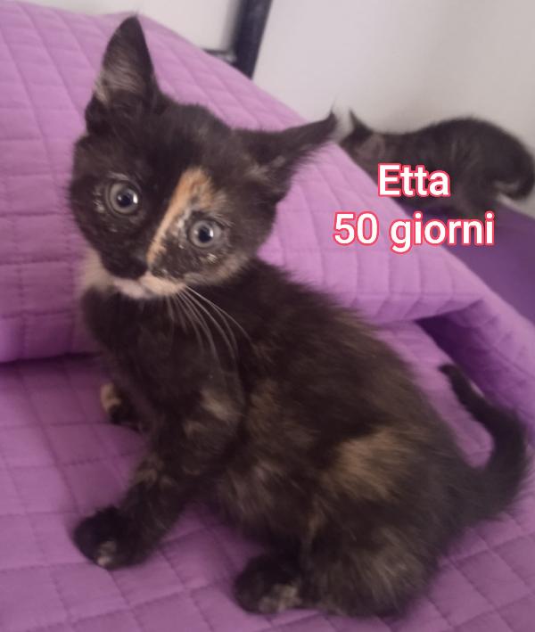 GATTINI: URGENTI ADOZIONI  Foto 2