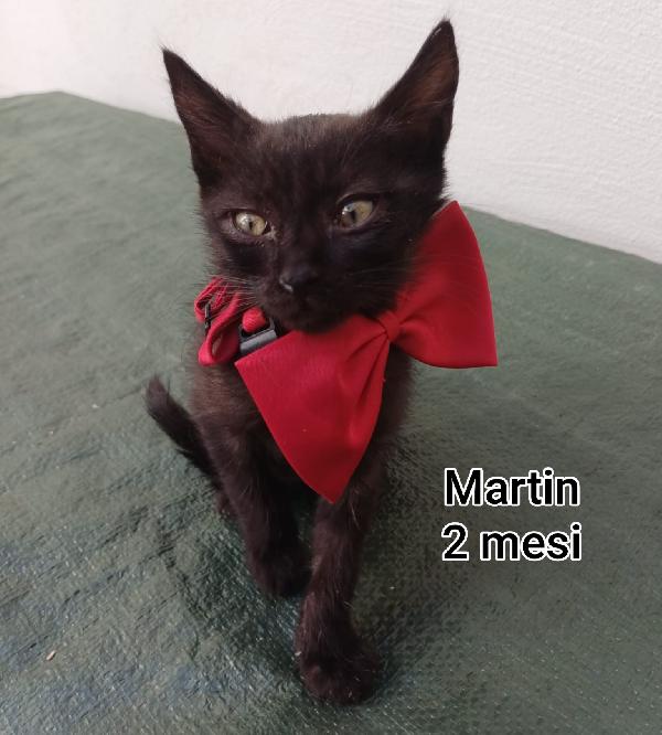 GATTINI: URGENTI ADOZIONI  Foto 4