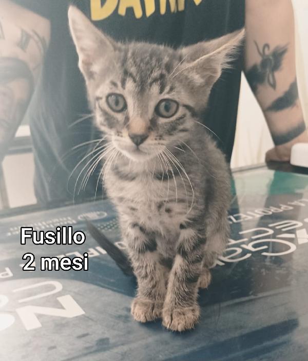 GATTINI: URGENTI ADOZIONI  Foto 7