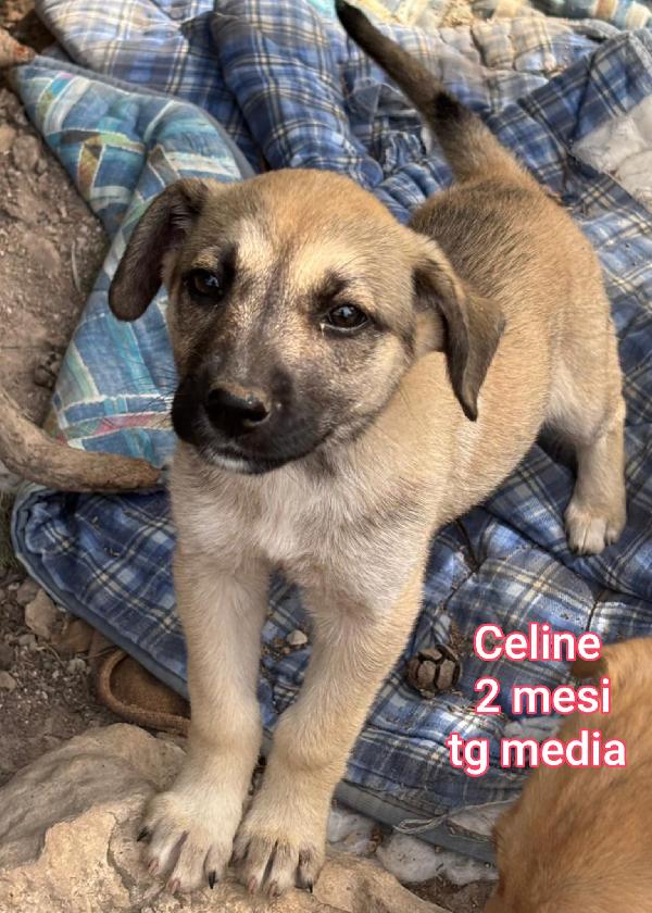 2 mesi: cuccioli abbandonati  Foto 2