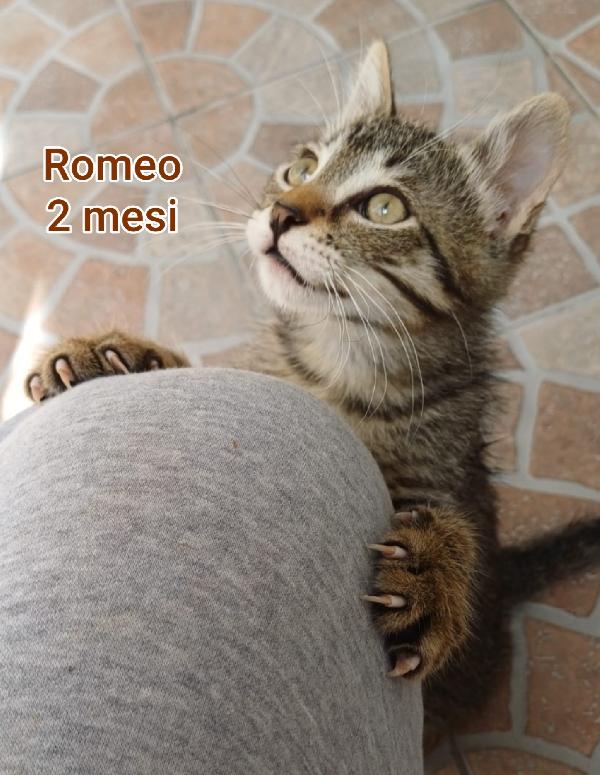 ADORABILI GATTINI IN ADOZIONE  Foto 7