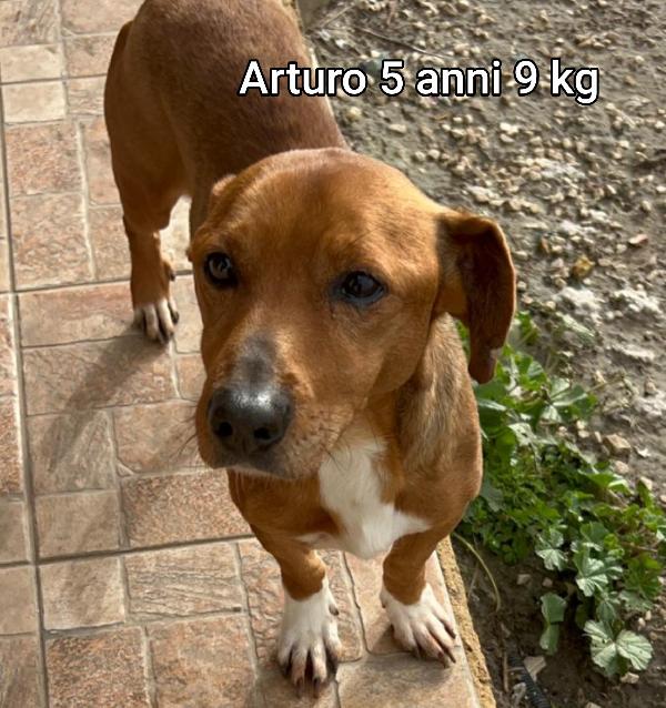 Cagnolini taglia small  Foto 4