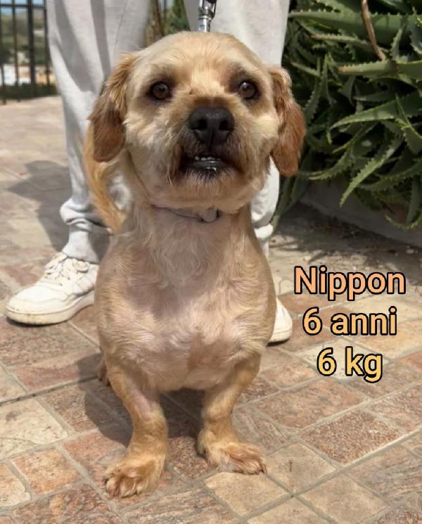 Cagnolini taglia small  Foto 7