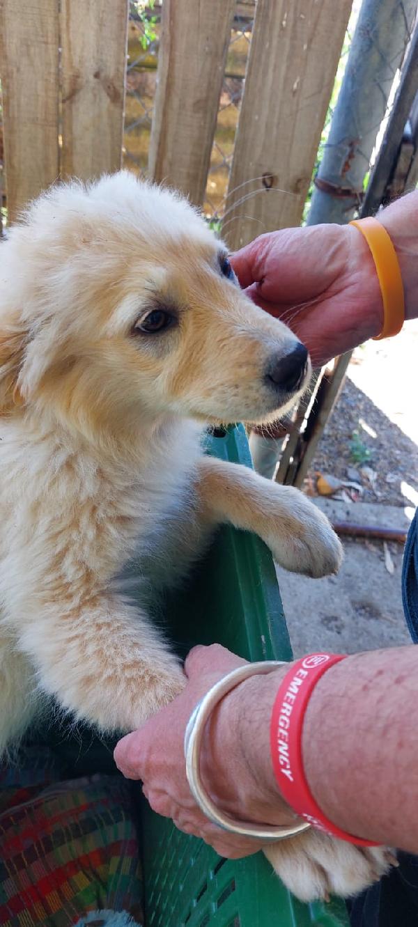 3mix pastorini 3mesi e 1/2 SARDEGNA URGENTE CASA Foto 3