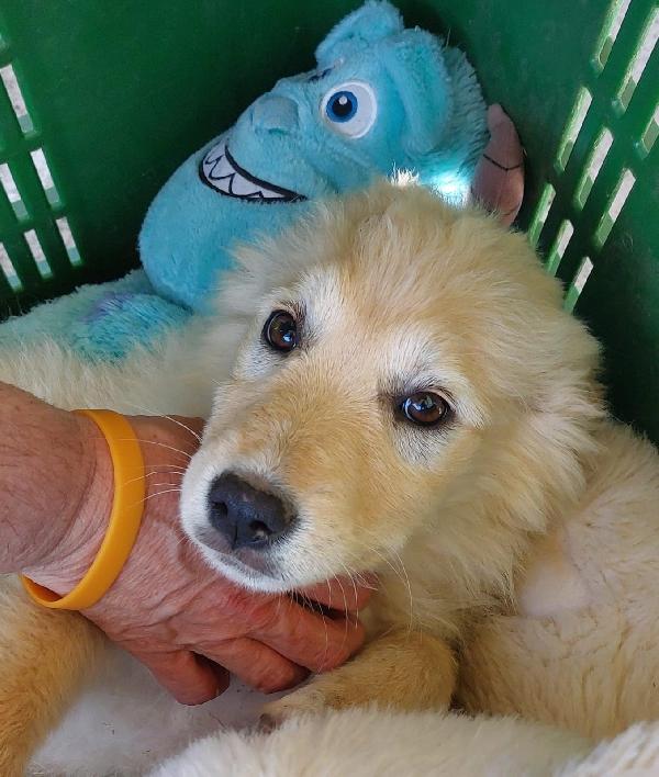 3mix pastorini 3mesi e 1/2 SARDEGNA URGENTE CASA Foto 4