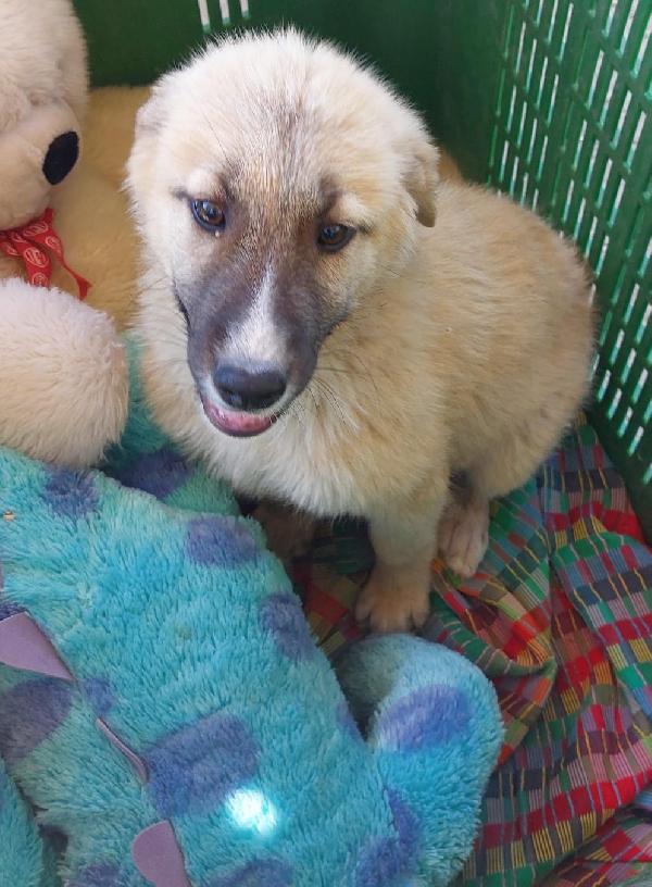 3mix pastorini 3mesi e 1/2 SARDEGNA URGENTE CASA Foto 6