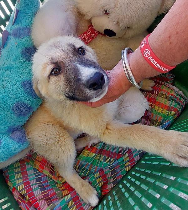 3mix pastorini 3mesi e 1/2 SARDEGNA URGENTE CASA Foto 7