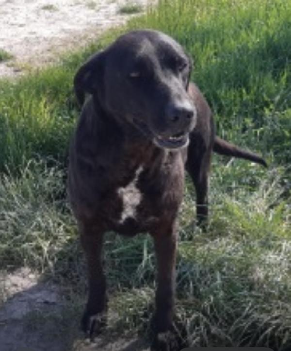 Franz Dolcissimo Simil Labrador Cioccolato