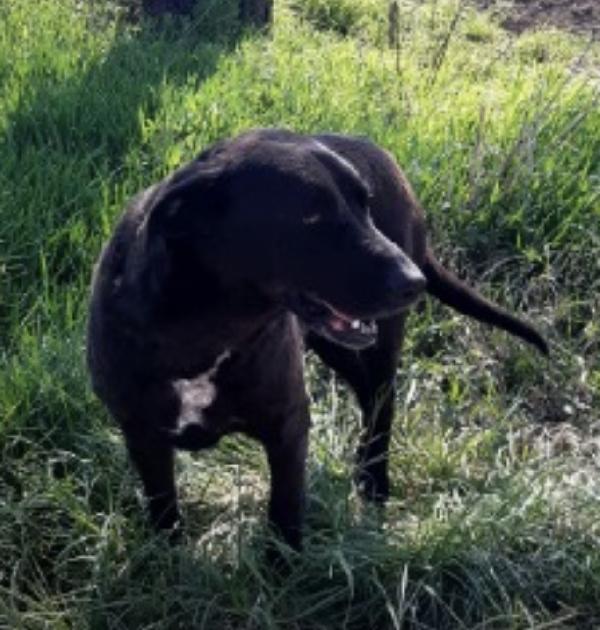 Franz dolcissimo simil labrador cioccolato Foto 2