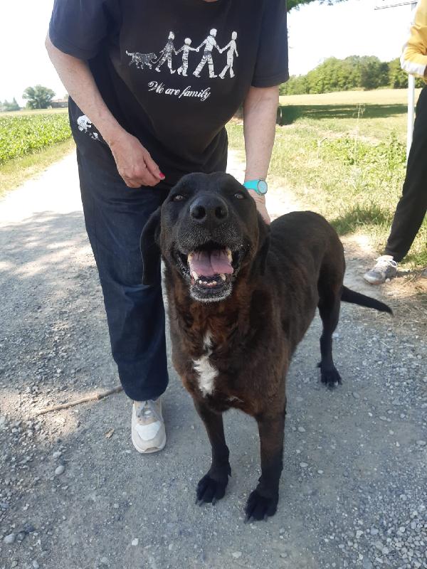 Franz dolcissimo simil labrador cioccolato Foto 3