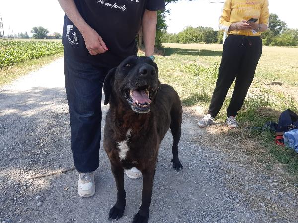 Franz dolcissimo simil labrador cioccolato Foto 4