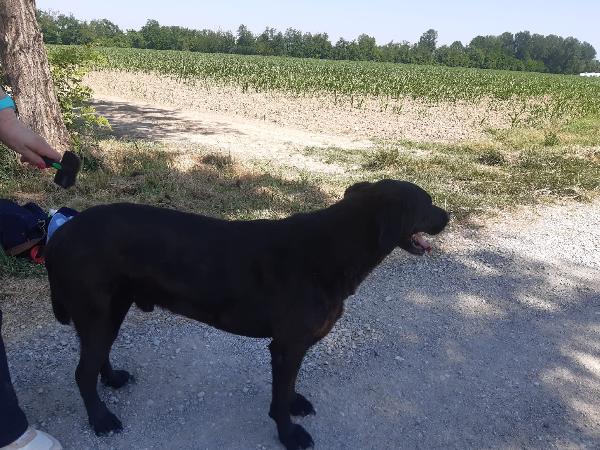 Franz dolcissimo simil labrador cioccolato Foto 5