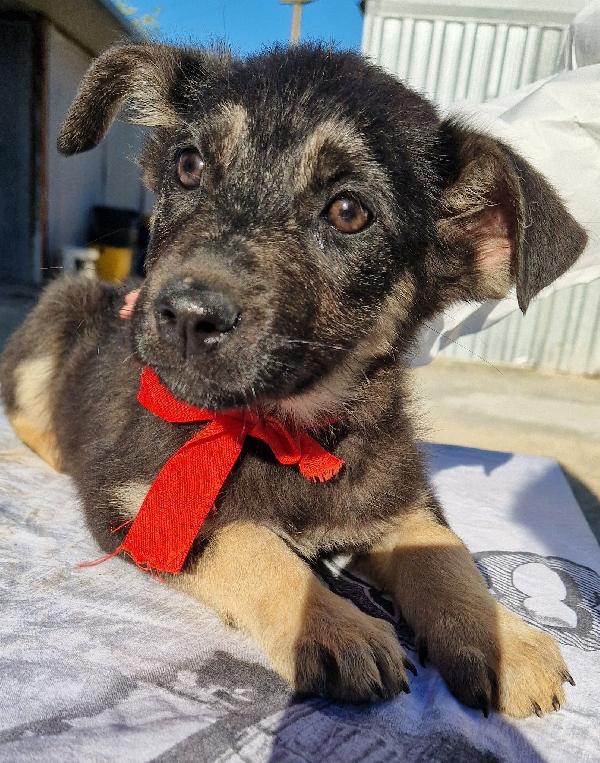 Stella,in canile,adottabile in tutta Italia! Foto 2