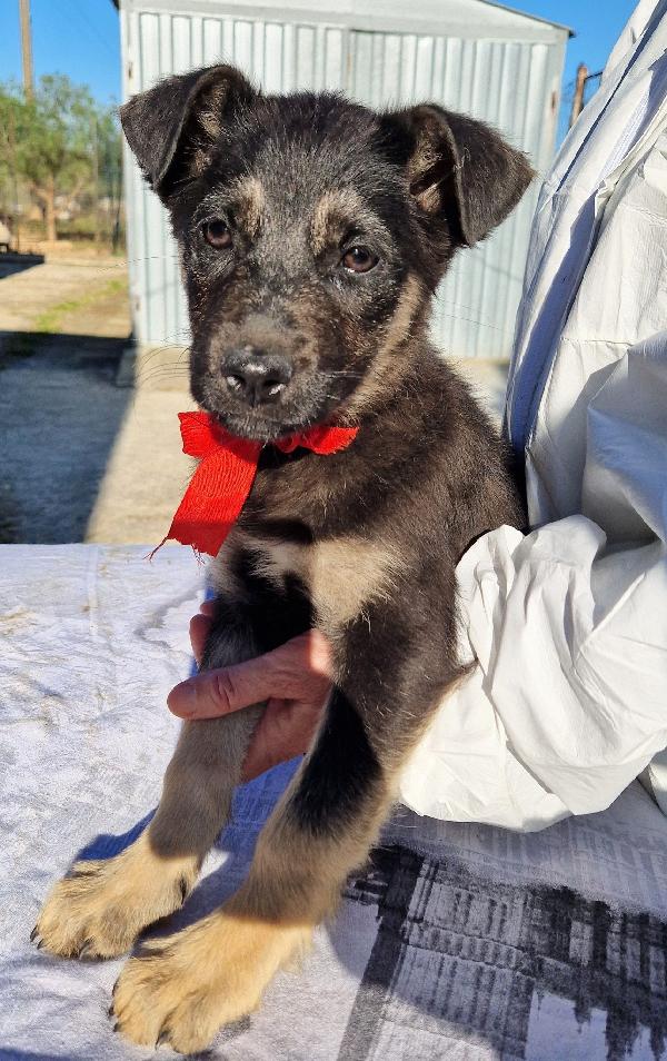Stella,in canile,adottabile in tutta Italia! Foto 3