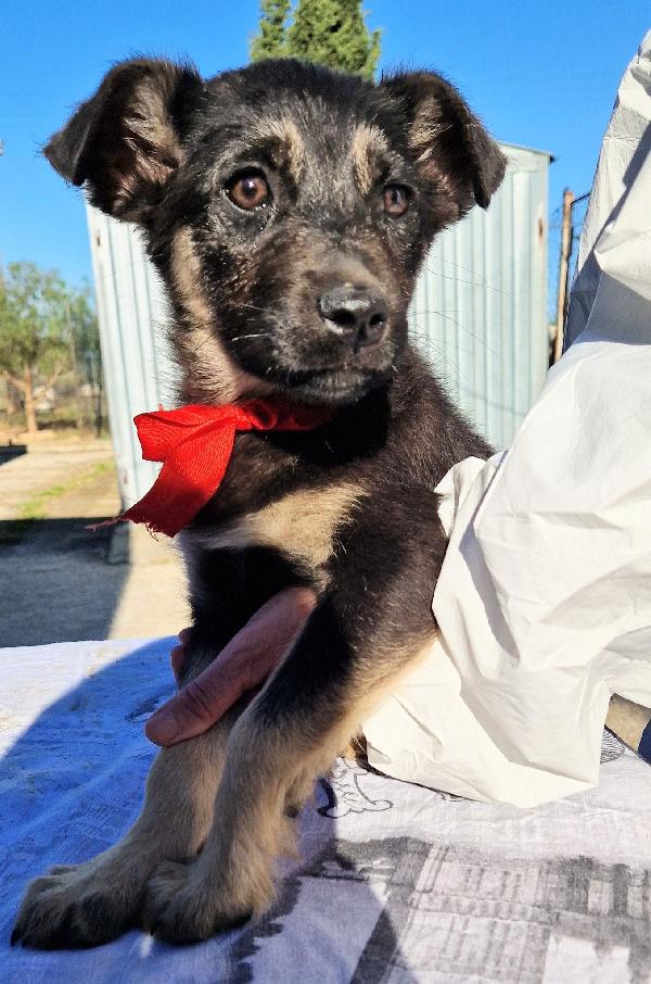 Stella,in canile,adottabile in tutta Italia! Foto 4