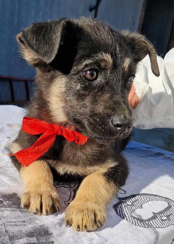 Stella,in canile,adottabile in tutta Italia! Foto 5