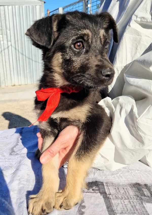 Stella,in canile,adottabile in tutta Italia! Foto 7