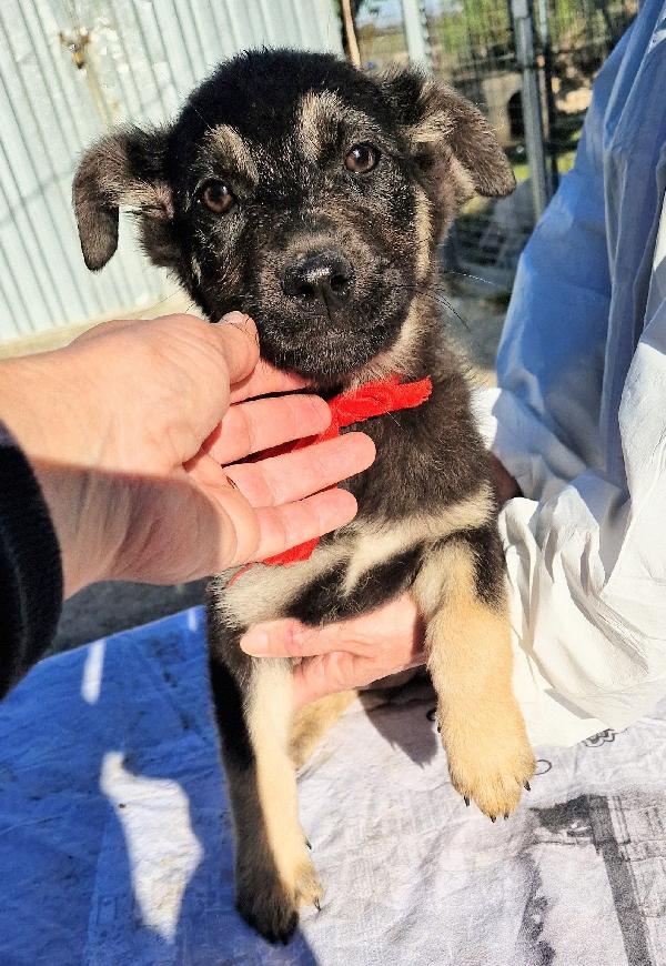 Stella,in canile,adottabile in tutta Italia! Foto 9