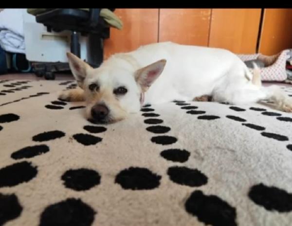 Biancapia 3anni kg8/9 finita in canile.NAPOLI Foto 2