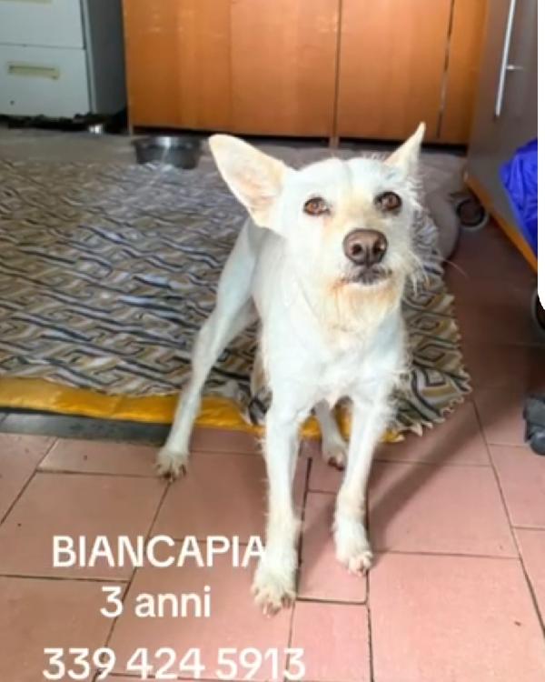 Biancapia 3Anni Kg8/9 Finita In Canile.napoli