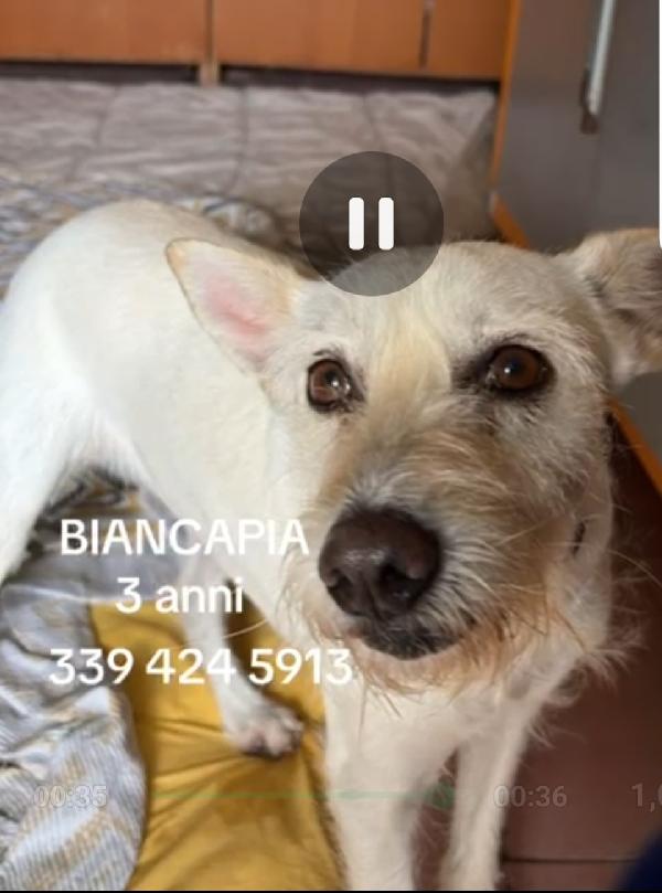 Biancapia 3anni kg8/9 finita in canile.NAPOLI Foto 3