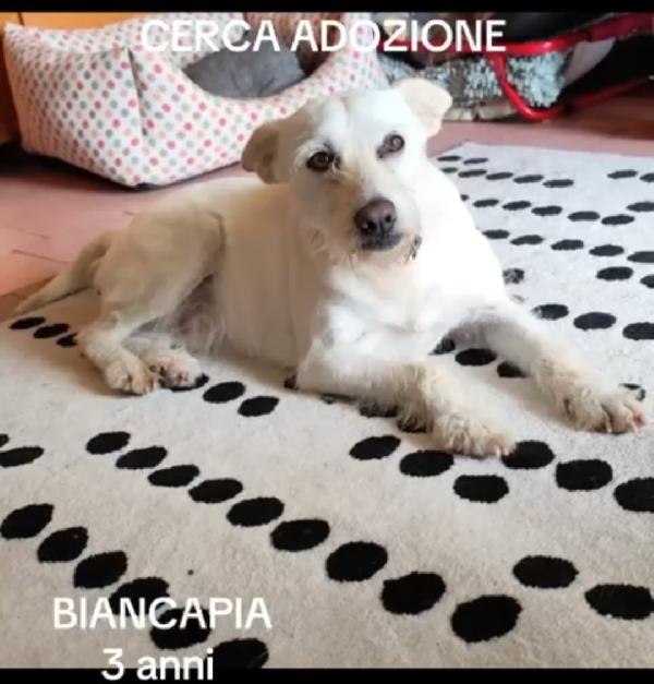 Biancapia 3anni kg8/9 finita in canile.NAPOLI Foto 4
