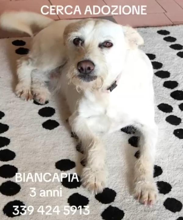 Biancapia 3anni kg8/9 finita in canile.NAPOLI Foto 5