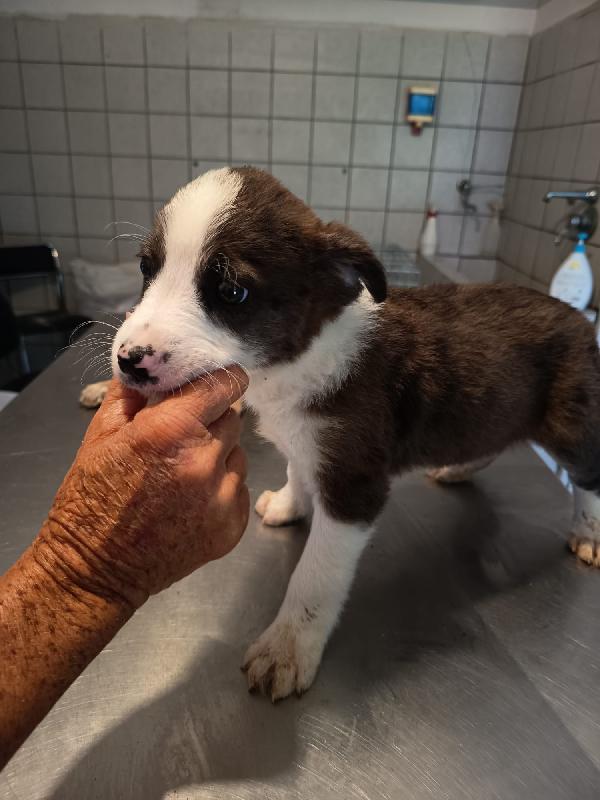 Luke Meraviglioso Cucciolo Cerca Casa 