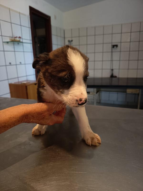 Luke meraviglioso cucciolo cerca casa  Foto 2