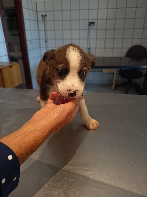 Luke meraviglioso cucciolo cerca casa  Foto 3