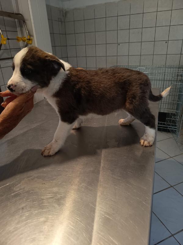 Luke meraviglioso cucciolo cerca casa  Foto 5