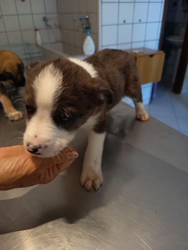 Luke meraviglioso cucciolo cerca casa  Foto 6